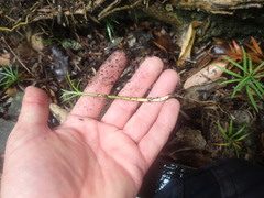 Afrocarpus falcatus
