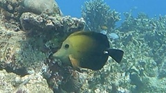 Zebrasoma scopas