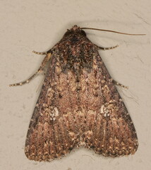 Condica capensis