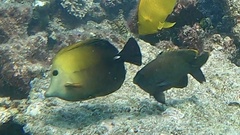 Zebrasoma scopas