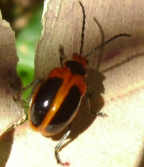 Oides dorsosignata