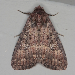 Condica capensis