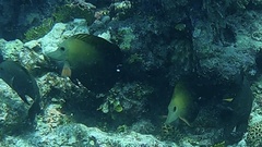 Zebrasoma scopas