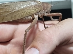 Pseudophyllanax imperialis
