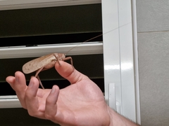 Pseudophyllanax imperialis