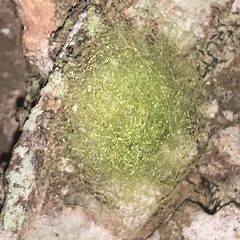 Gasteracantha cancriformis