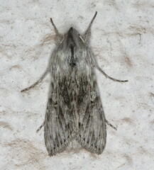 Cucullia consimilis