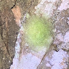 Gasteracantha cancriformis