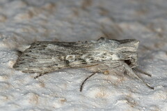 Cucullia consimilis