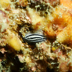 Phyllidiopsis phiphiensis