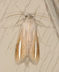 Cucullia hutchinsoni