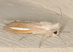 Cucullia hutchinsoni