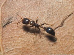 Pseudomyrmex ejectus