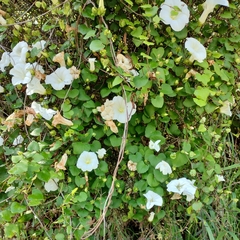 Calystegia tuguriorum