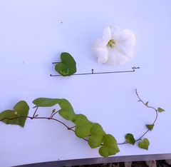 Calystegia tuguriorum