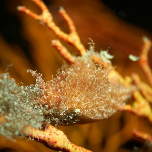 Lined Seahare — seen at this dive site