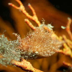 Stylocheilus striatus