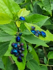 Tectocoris diophthalmus