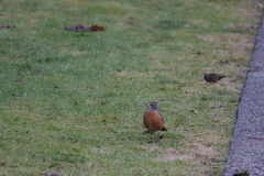 Turdus migratorius