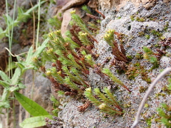 Polytrichadelphus magellanicus