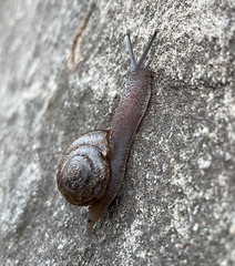 Helminthoglypta phlyctaena