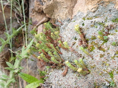 Polytrichadelphus magellanicus