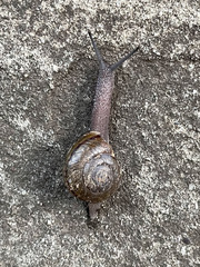 Helminthoglypta phlyctaena
