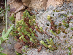 Polytrichadelphus magellanicus