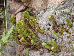 Polytrichadelphus magellanicus