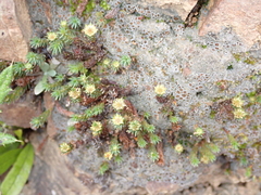 Polytrichadelphus magellanicus