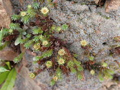 Polytrichadelphus magellanicus