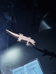 Lepidodactylus lugubris