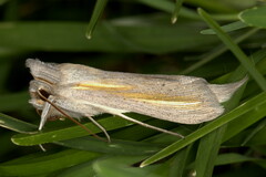 Cucullia pallidistria