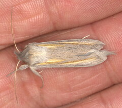 Cucullia pallidistria