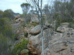 Prostanthera eurybioides
