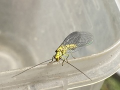 Italochrysa
