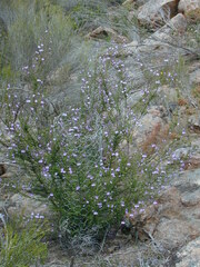 Prostanthera eurybioides