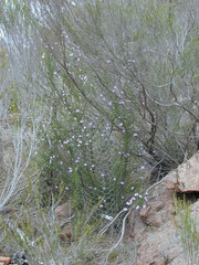 Prostanthera eurybioides