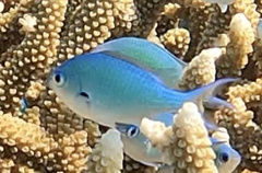 Chromis atripectoralis