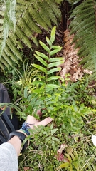 Blechnum minus
