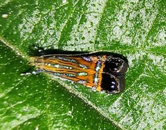 Tricyanaula aurantiaca