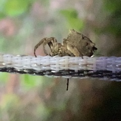 Acanthepeira stellata