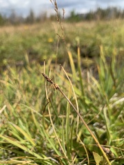 Carex nigricans