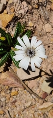 Gerbera linnaei