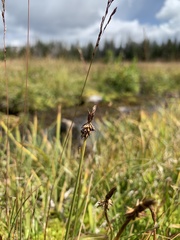 Carex nigricans