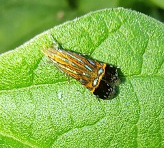 Tricyanaula aurantiaca
