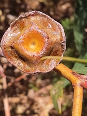 Eucalyptus erythrocorys