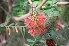 Melaleuca hypericifolia