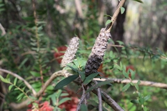 Melaleuca hypericifolia
