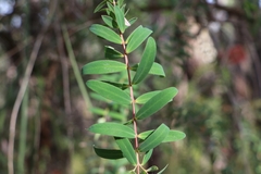 Melaleuca hypericifolia